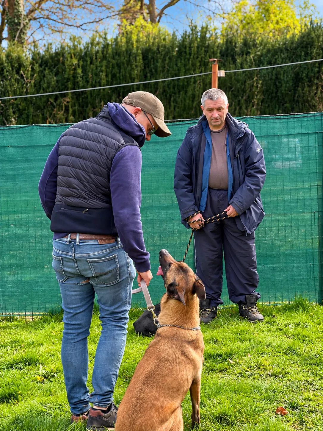 Exercice en cours collectif : un chien assis face à son maître, sous l’œil de l’éducateur