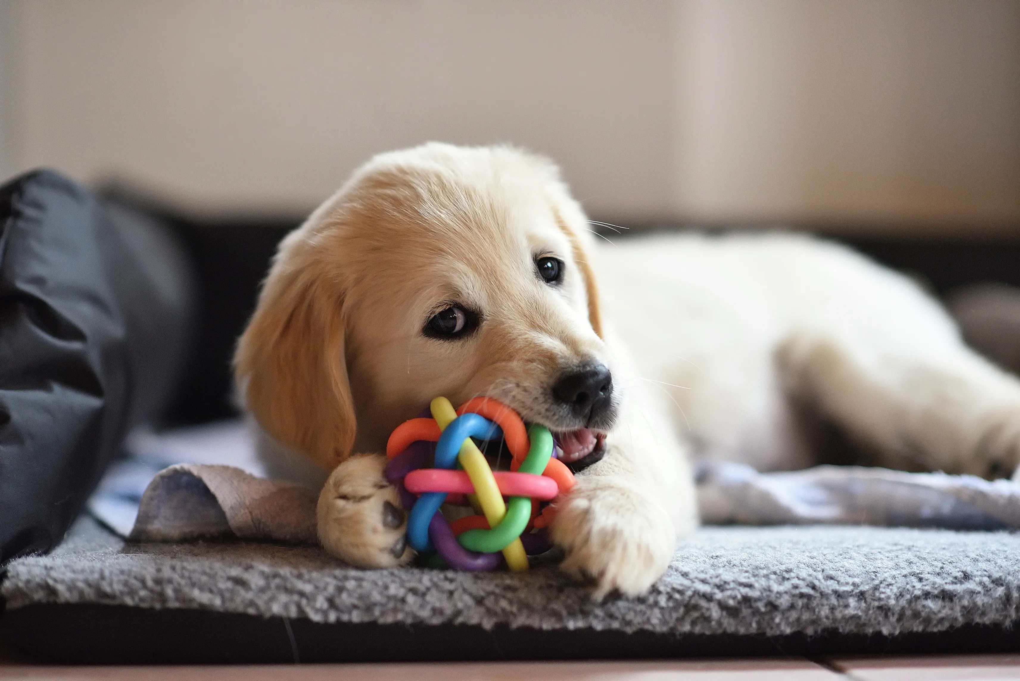 Chiot golden retriever couché sur son tapis, qui mâchouille une balle de jouet colorée