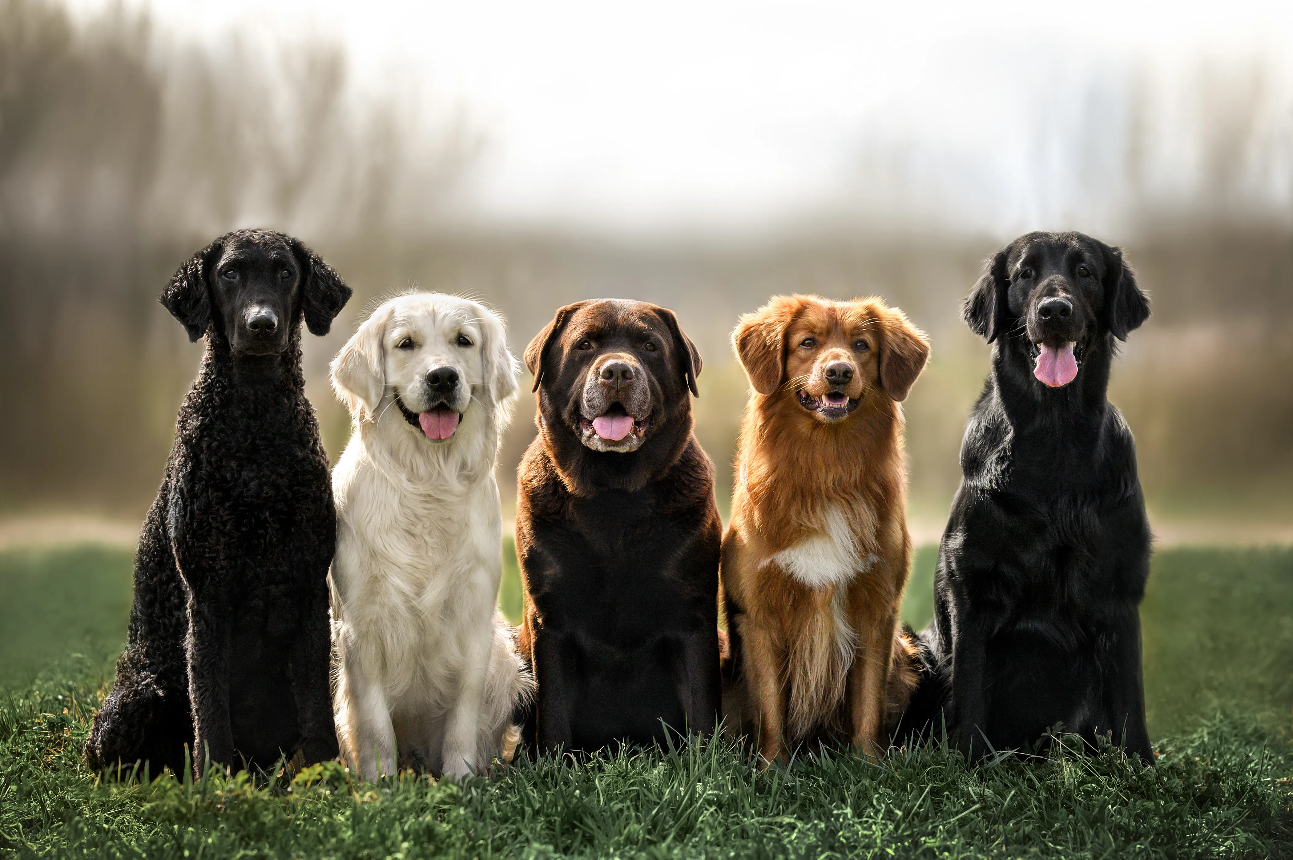 Cinq chiens assis côte à côte dans l’herbe : caniche noir, golden retriever, labrador chocolat, retriever roux et retriever noir