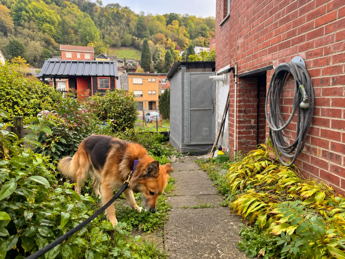 Pension canine : chien en laisse qui renifle les plantes dans l’allée du jardin