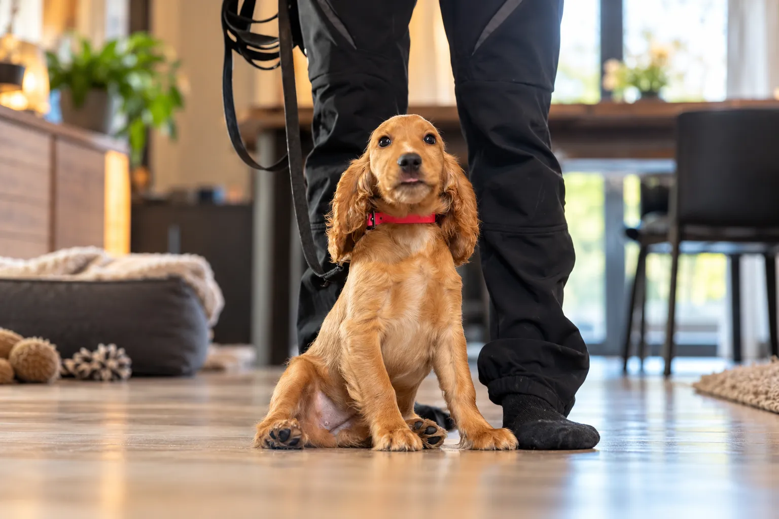Séance individuelle à domicile : jeune cocker roux assis aux pieds de l’éducateur canin