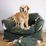 Golden retriever dog demolishes chair